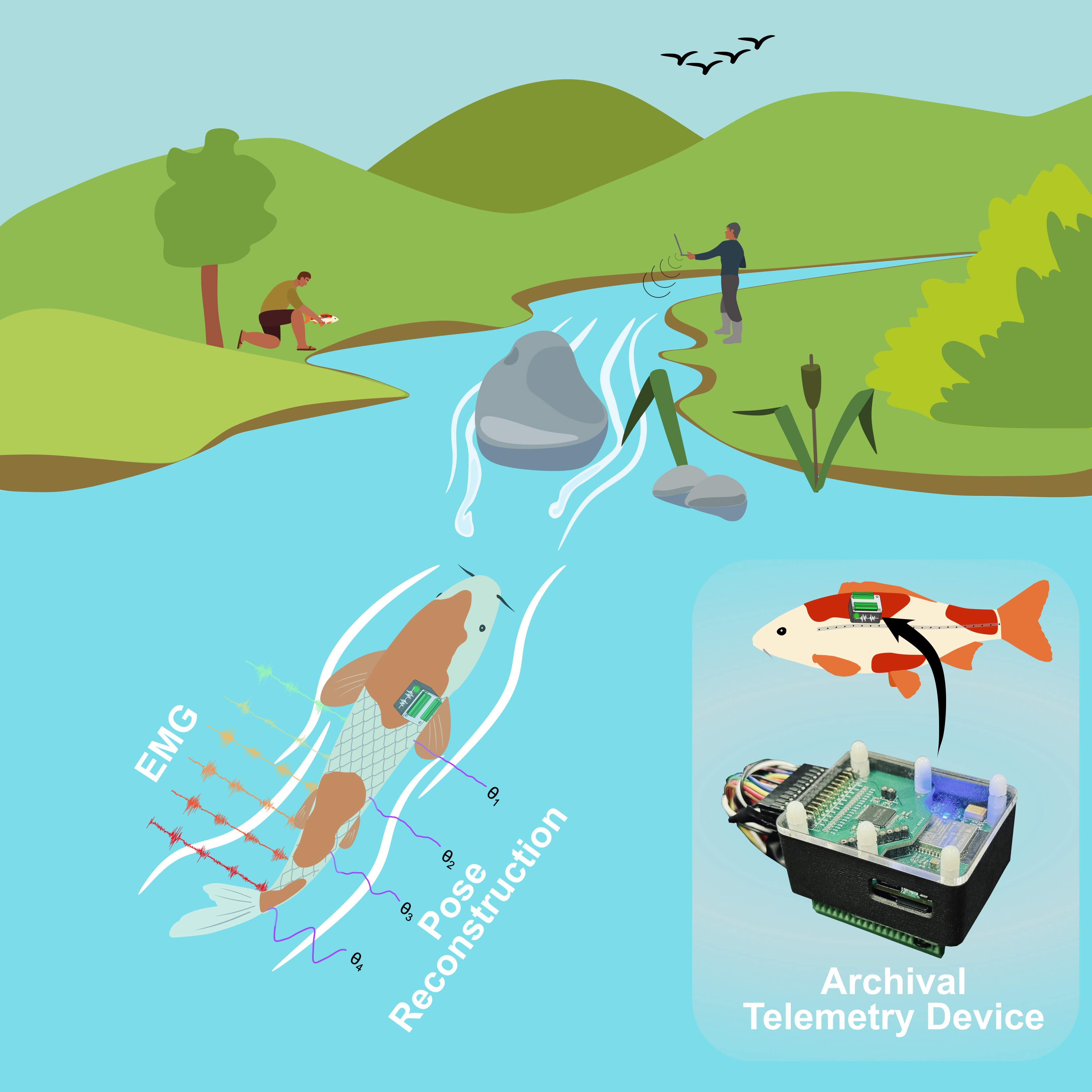 EMG-driven robotic fish pipeline and swimming sequence