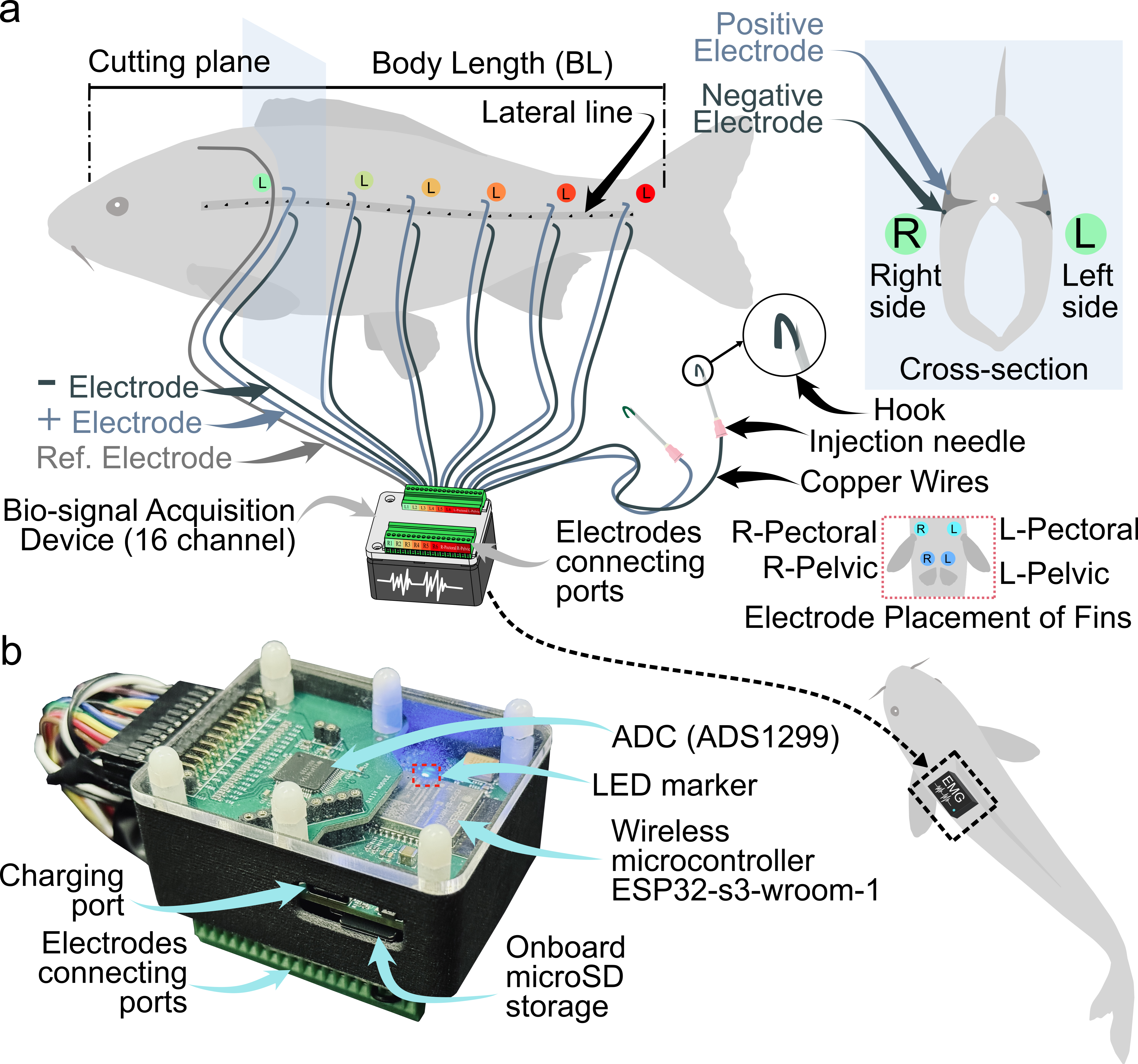 EMG electrode layout and telemetry hardware
