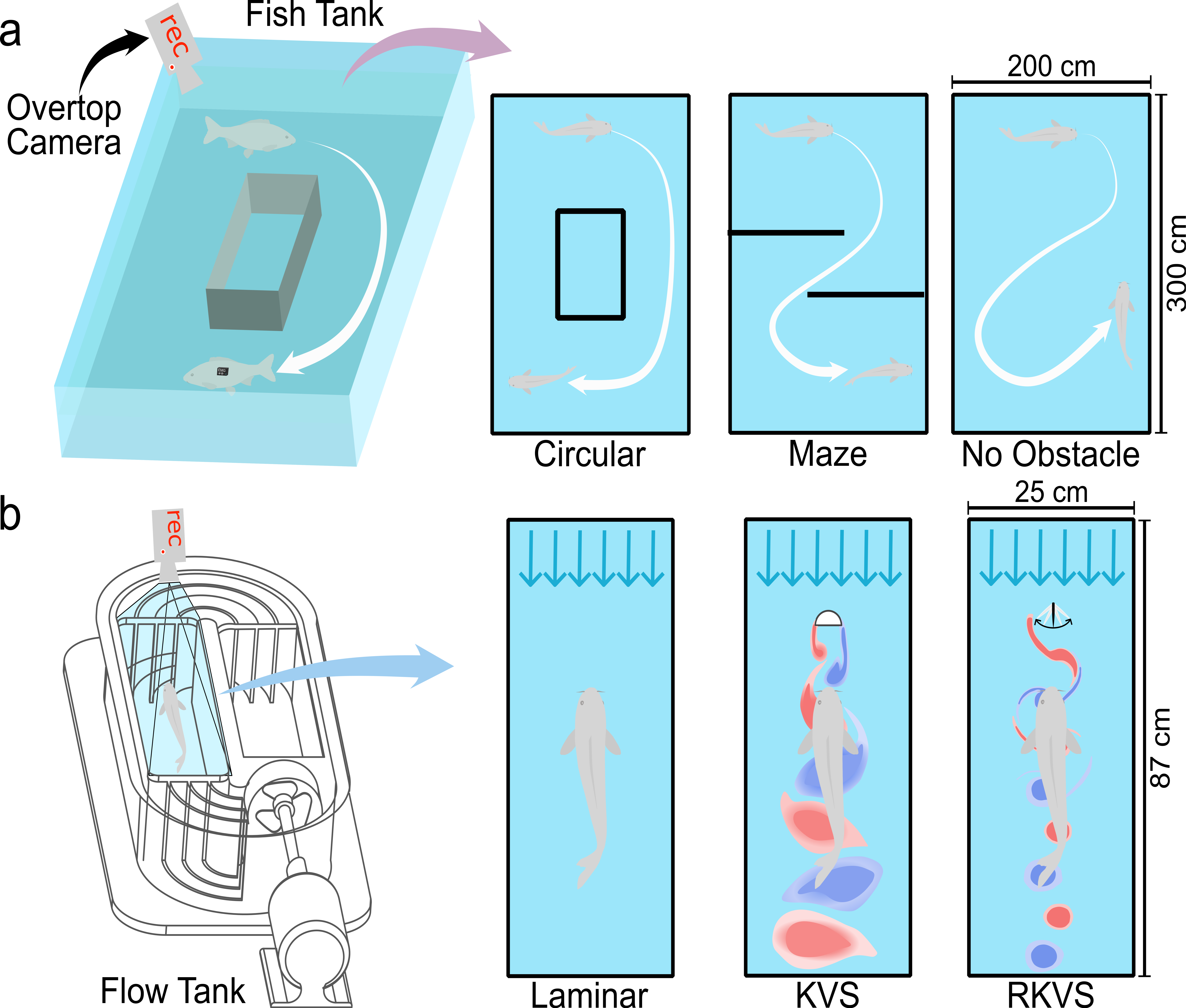 Free-swimming and flow-tank experimental setups