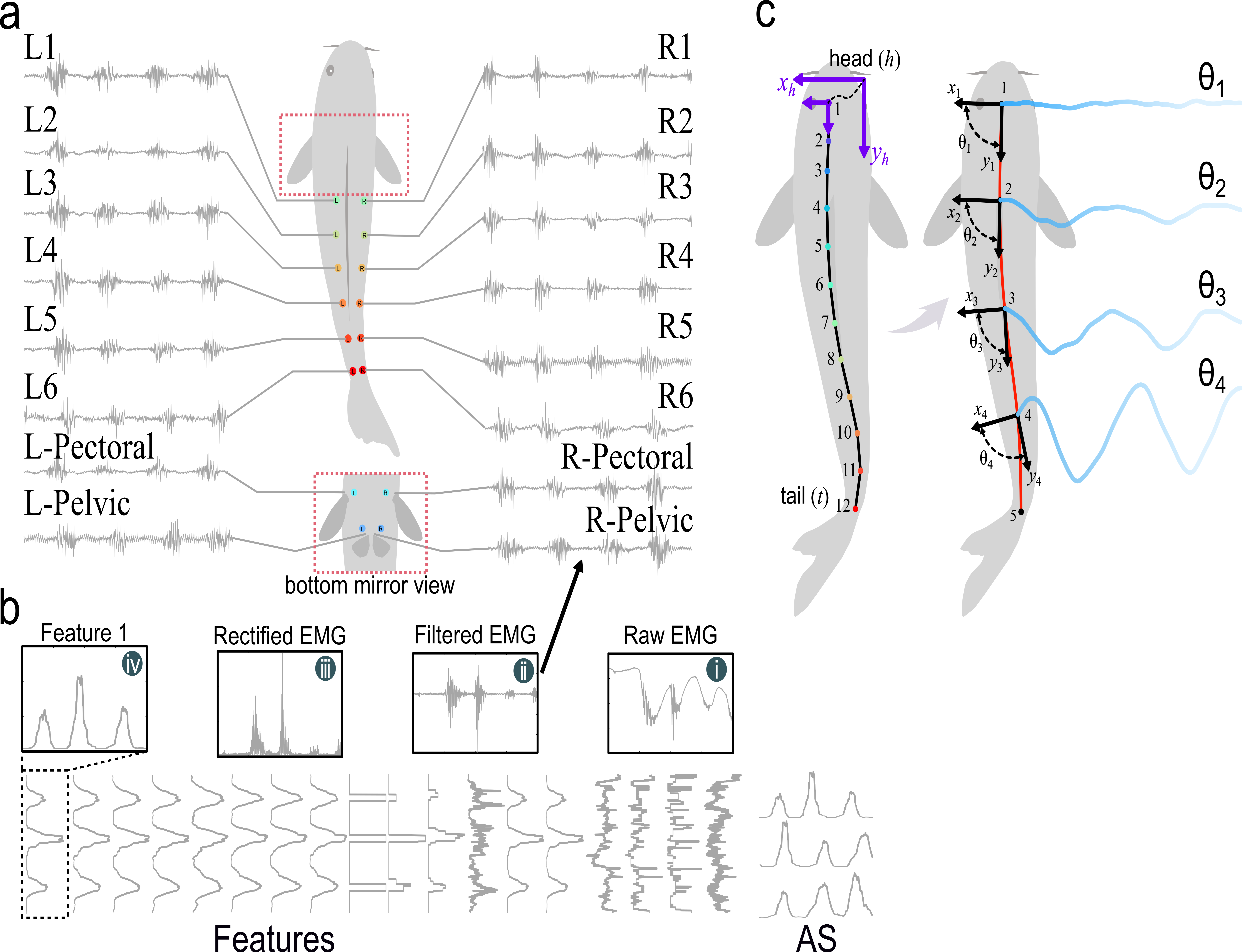 EMG preprocessing features and pose extraction pipeline