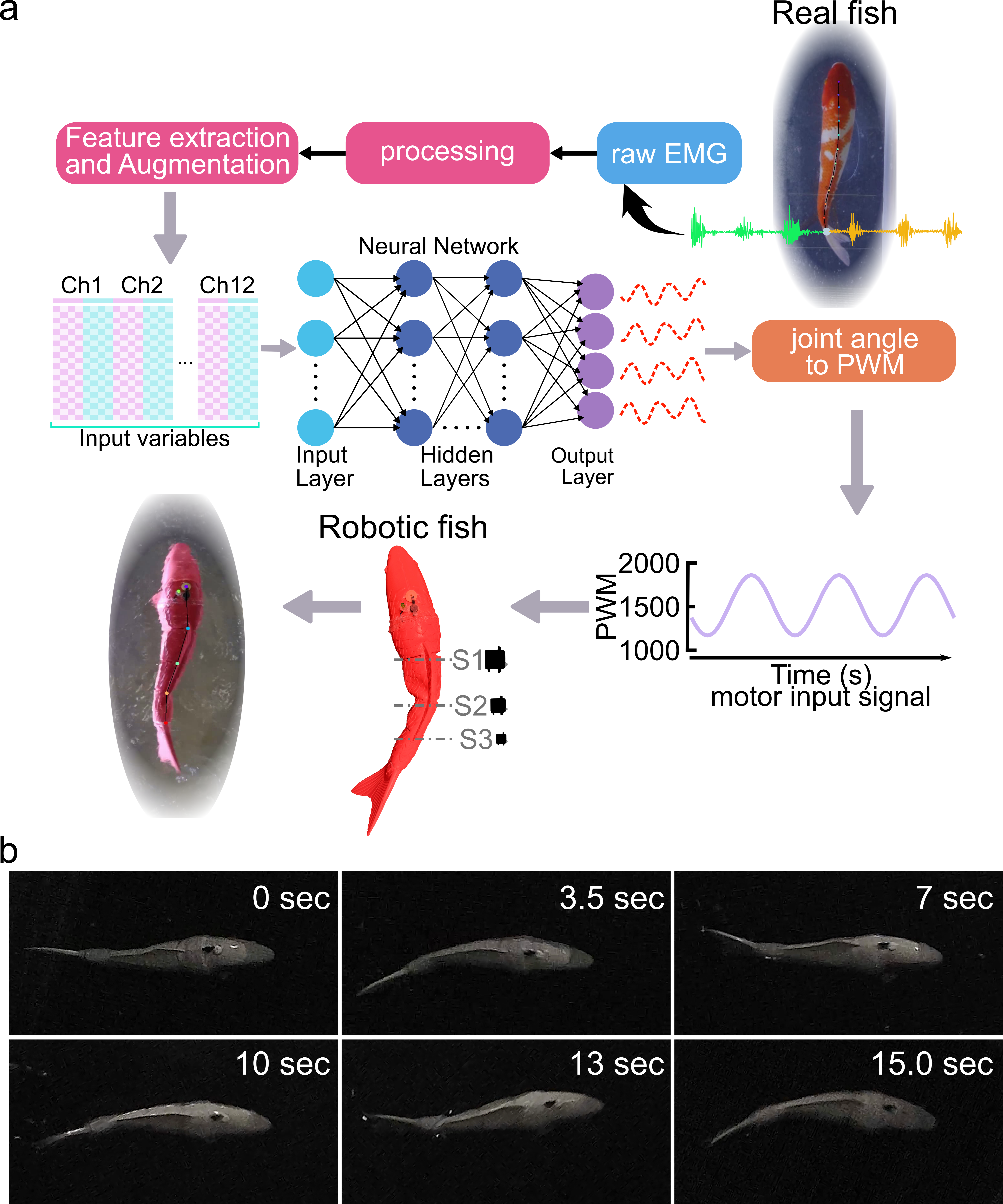 Open-loop EMG-driven robotic fish actuation